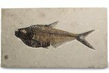 Detailed Fossil Fish (Diplomystus) - Wyoming #382762-1